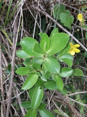 Traversia baccharoides