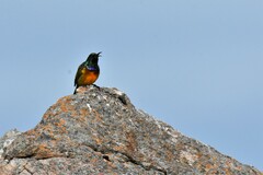 Anthobaphes violacea