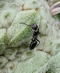 Colobopsis gasseri