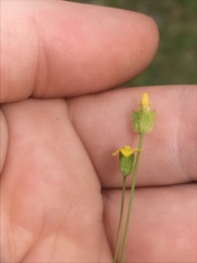 Cicendia quadrangularis