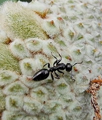 Colobopsis gasseri