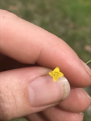 Cicendia quadrangularis