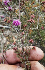 Kunzea parvifolia