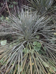 Aciphylla