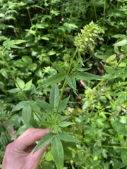 Cedronella canariensis