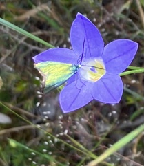 Pollanisus viridipulverulenta