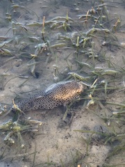 Tetractenos hamiltoni