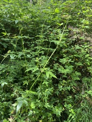 Cedronella canariensis