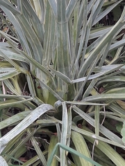 Aciphylla