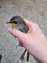 Cossypha caffra caffra