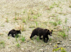 Ursus arctos sitkensis