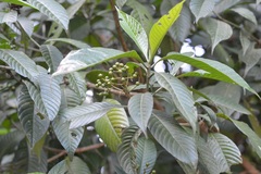 Psychotria mexiae