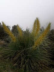 Aciphylla glaucescens