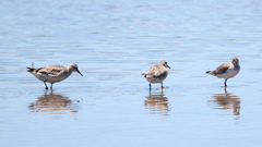 Calidris tenuirostris