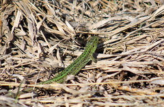 Lacerta agilis exigua