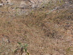 Kallstroemia californica