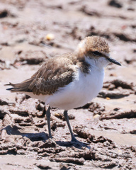 Charadrius ruficapillus