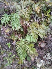 Blechnum montanum
