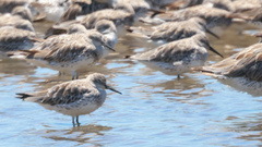 Calidris tenuirostris