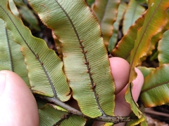 Blechnum montanum