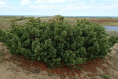 Pinus pumila