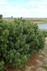 Pinus pumila