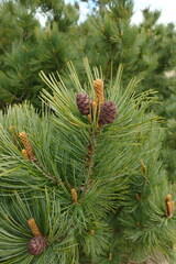 Pinus pumila