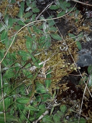 Anisotome filifolia