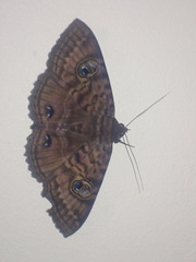 Speiredonia spectans