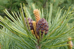 Pinus pumila