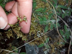 Anisotome filifolia