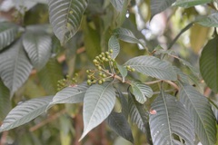 Psychotria mexiae