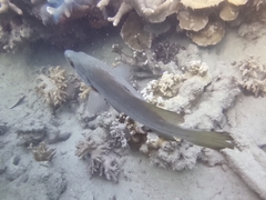 Psammoperca datnioides