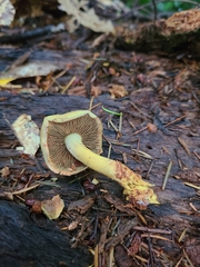 Gymnopilus punctifolius