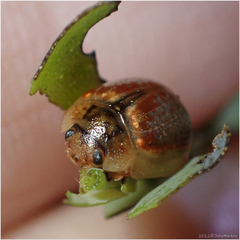 Paropsisterna m-fuscum