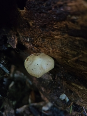 Gymnopilus punctifolius