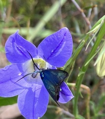 Pollanisus viridipulverulenta