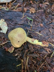 Gymnopilus punctifolius