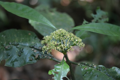 Psychotria trichotoma, photograph 1