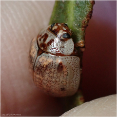 Paropsisterna m-fuscum