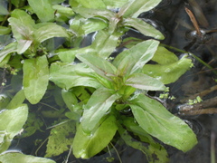 Veronica anagallis-aquatica