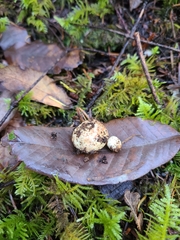 Leucogaster candidus