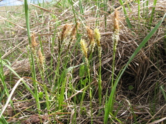 Carex caryophyllea