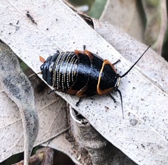 Ellipsidion australe