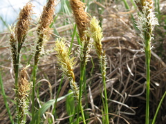 Carex caryophyllea