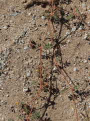 Kallstroemia californica