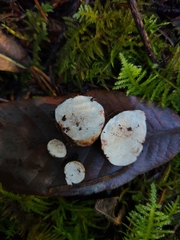 Leucogaster candidus