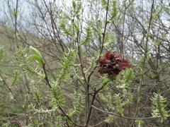 Rabdophaga rosaria