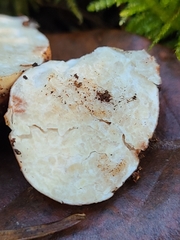 Leucogaster candidus