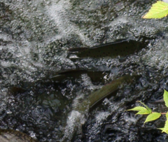 Oncorhynchus gorbuscha